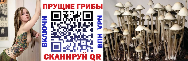 Купить закладки  Озёрск  Псилоцибиновые грибы Cubensis 
